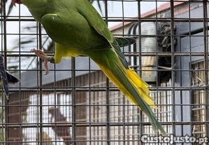 imagem_5