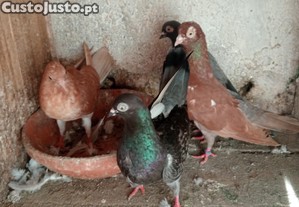 imagem_2