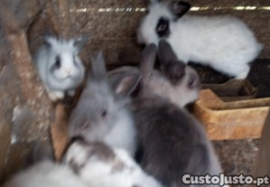 Coelhos anões