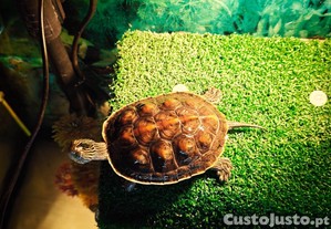 imagem_2