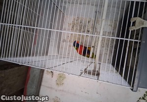 imagem_2