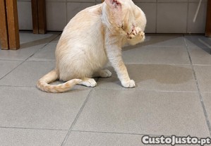 imagem_4