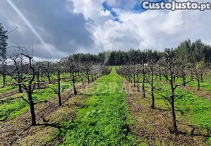Fantástico terreno com árvores de fruto