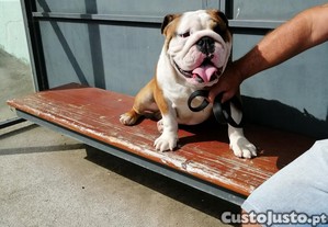 Bulldog Ingls para acasalamento
