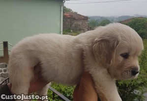 Golden Retriever com LOP Descendente de Campeões