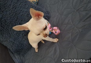 Chihuahua