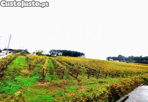 Terreno Mazedo E Cortes , Mono