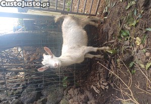 imagem_5