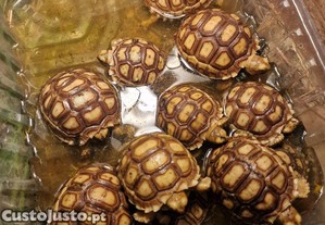 Tartarugas terrestes