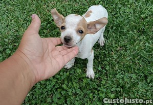 imagem_3