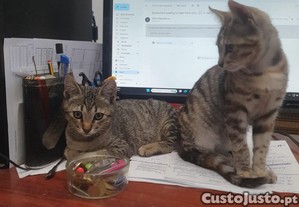 Para adopção