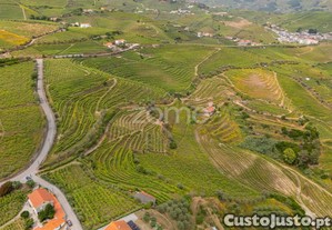 Terreno Com Vinha De Benefício - 10.374 M² -...