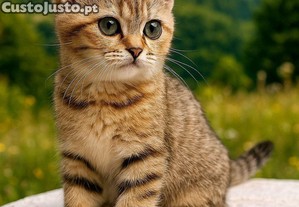 Fmea Scottish straight golden chinchila tabby tigrada NY24.