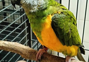 Papagaio do Senegal Macho