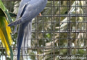 imagem_2