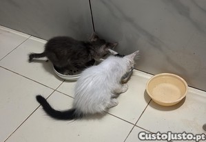 Duas gatinhas procurando nova famlia