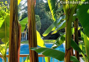 imagem_30