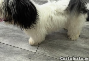 imagem_2