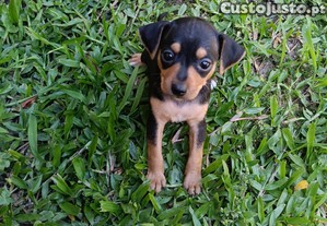 imagem_2