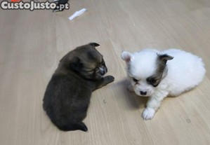 imagem_3