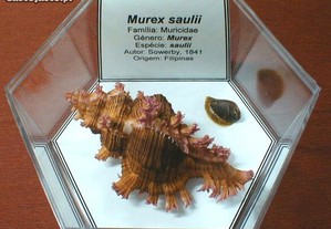 Búzio-Murex saulii 12x10cm