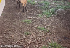 Cabrito macho