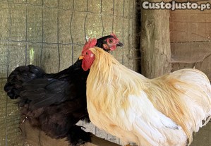 imagem_3
