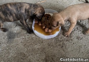 imagem_1
