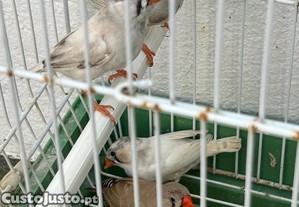 imagem_1