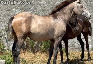 Poldro PSL por Gladiador do lis