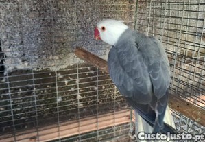 imagem_3