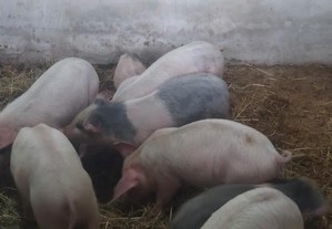 leitoes porcos e porcas criados em liberdade com muita erva