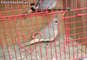imagem_1