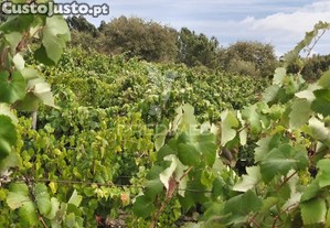 Terreno rustico vinha produtiva