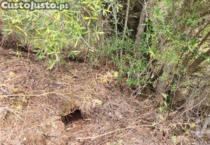 imagem_35