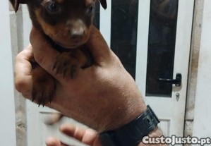 Pinscher cavalinho disponível