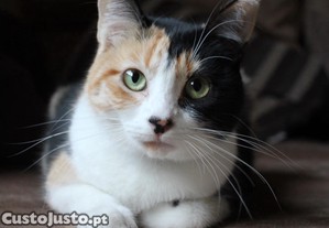 Diva, gata jovem ESTERILIZADA disponvel para adoo responsvel