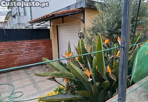 imagem_17