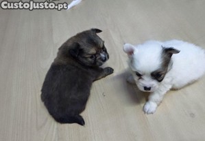 imagem_1
