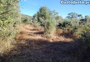 Terreno