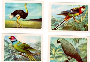 Coleção completa e numerada de 16 calendários sobre Aves do ano de 1984