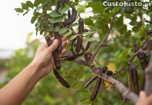 Agricultura: alfarrobeiras para apanha de alfarrobas