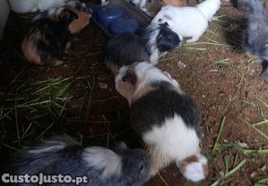 imagem_3