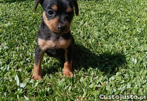 imagem_3