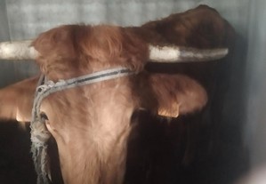 vaca minhota galega 3 anos prenha ou lote de 3 vacas minhotas galegas prenhas