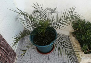 Palmeira planta vaso grande