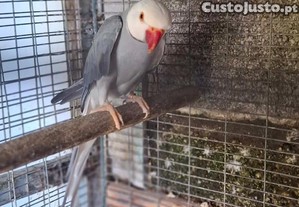 Ring neck macho cabeça e cauda