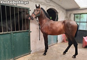 Super poldraço filho do Gladiador do lis