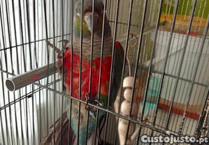 imagem_3