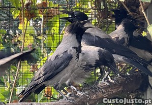 Gralha-cinzenta / Corvus cornix